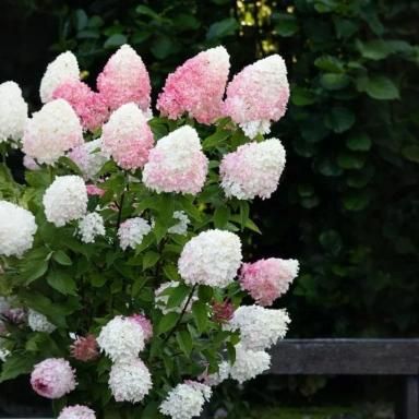 Vanilla Strawberry Hydrangea Seeds – Grow Stunning Blooms! 🌸🍓