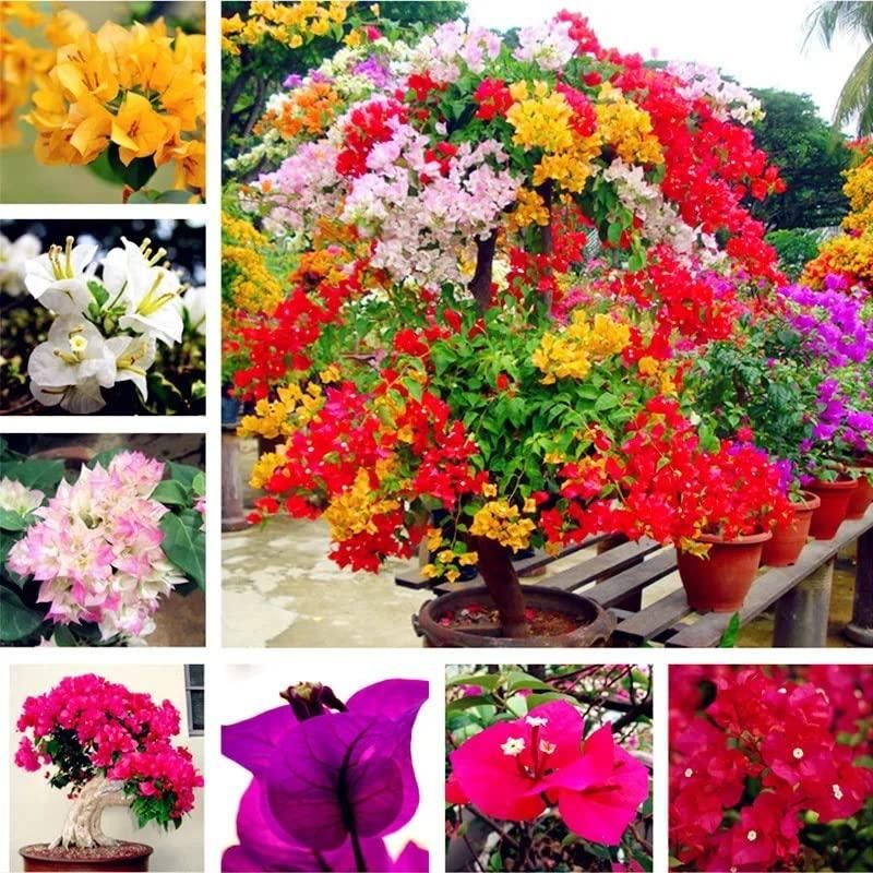 Mix Colour Bougainvillea Flower Seeds – Vibrant & Easy to Grow! 🌸🌿