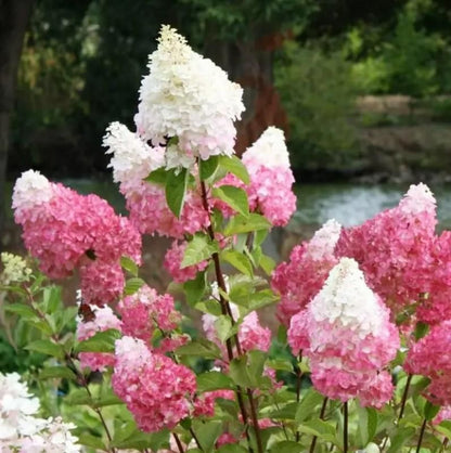 Vanilla Strawberry Hydrangea Seeds – Grow Stunning Blooms! 🌸🍓