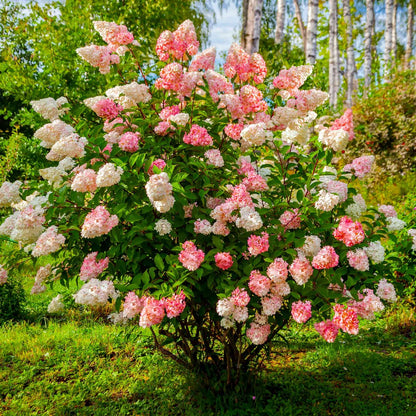 Vanilla Strawberry Hydrangea Seeds – Grow Stunning Blooms! 🌸🍓