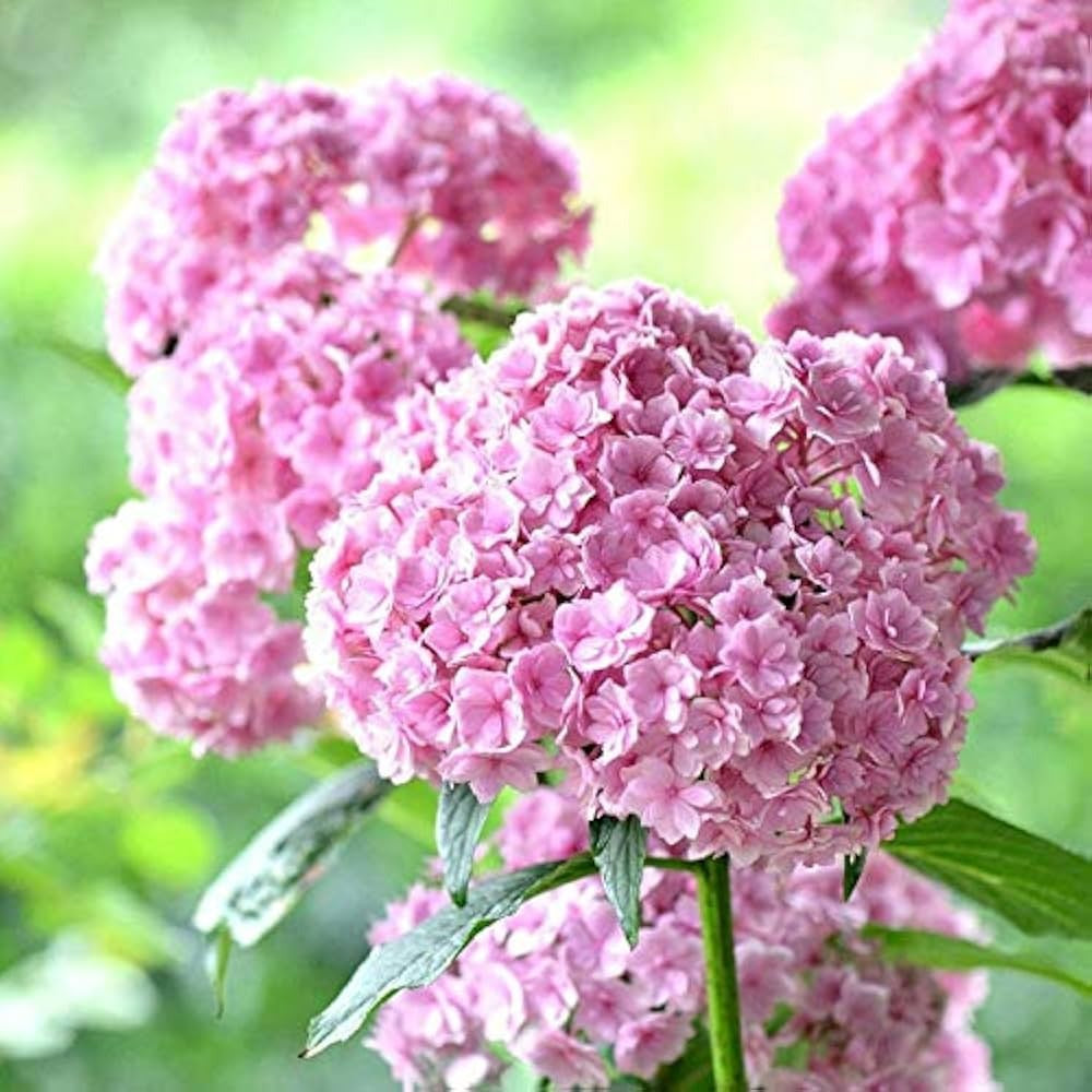 Vanilla Strawberry Hydrangea Seeds – Grow Stunning Blooms! 🌸🍓