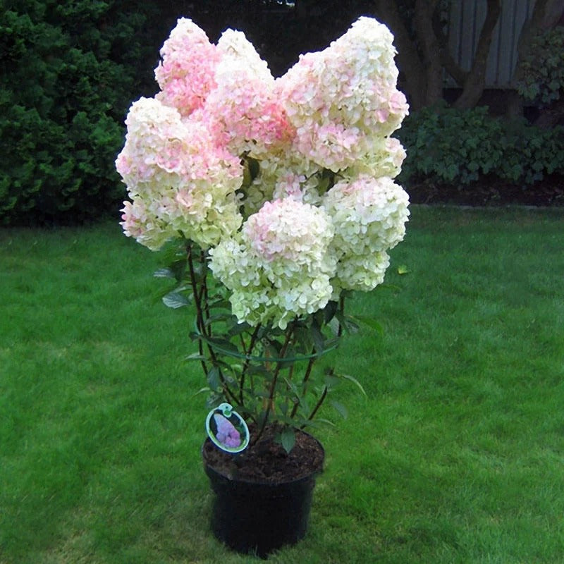 Vanilla Strawberry Hydrangea Seeds – Grow Stunning Blooms! 🌸🍓