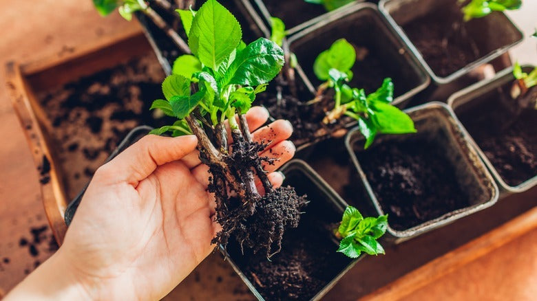 Vanilla Strawberry Hydrangea Seeds – Grow Stunning Blooms! 🌸🍓